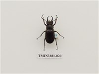 藏品(毛栗深山鍬形蟲)的圖片